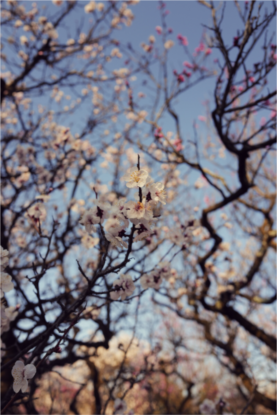 Main image Sakura